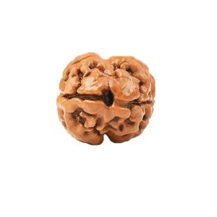 2 Mukhi Nepali Unique